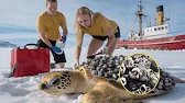 ¡Conmovedor! Rescatando a una Tortuga Marina Atrapada en una Red 🐢🥺