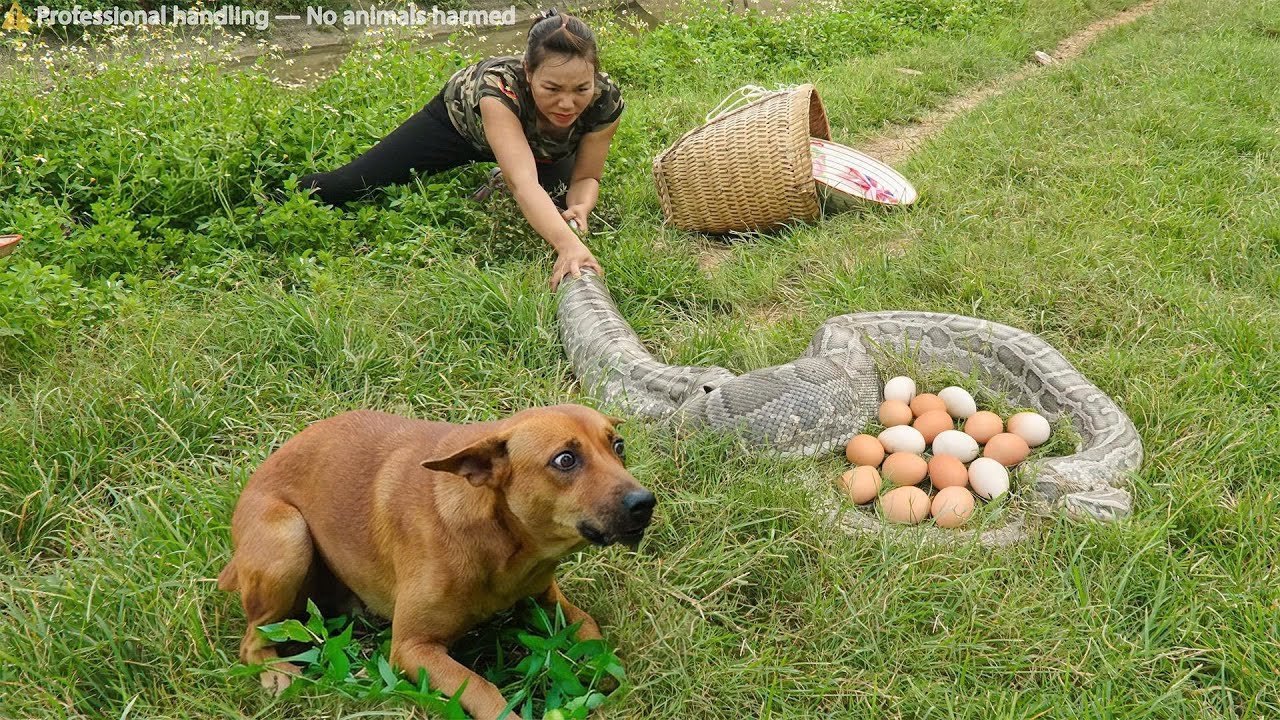 Harvest 1000+ Eels — Then a Giant Python Sneak Up Behind . Shocking Save