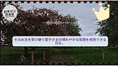 An unprecedented event following the Emperor's enthronement has caused a stir... The Emperor's de...