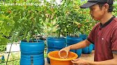 Part 6 | Panen cabe rawit hidroponik menggunakan galon bekas | Selesai