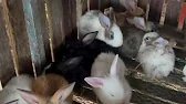 កូនទន្សាយពណ៌ស្អាតណាស់ // The rabbit is very beautiful.