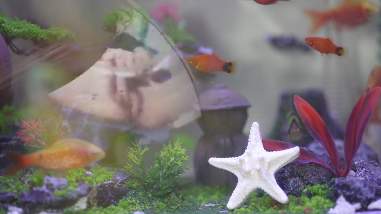 The small fish lies still in front of the predator, then suddenly swims away again to survive