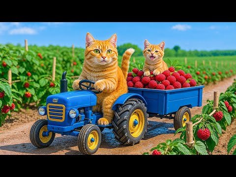Mama Cat Fell Sick When Harvest Strawberries ...