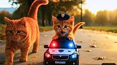 Mama Cat and Her Kitten RoadTrip To VietNam🐾🧶🥚