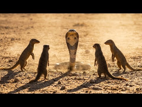 Mongoose Pack vs King Cobra: The Ultimate Survival Showdown!