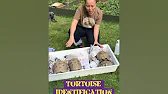How to identification a tortoise - guide to identifying three different types or testudo