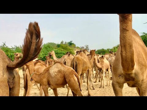 Desert camel 🐪 🐫 camels video #crazy #camel #animals #desert #baby #funny #thardesert #nature #short