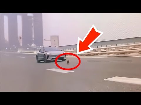 Dog Was Thrown Out Of Car On Highway, But When Rescued It Did Something Shocking