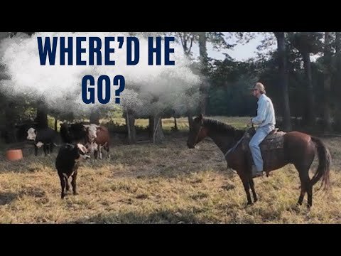 The search for missing calves