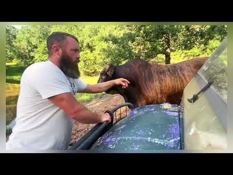 How to service a Redford the bull attack. #redford #rufusthebull #cow #farm #farming #bull