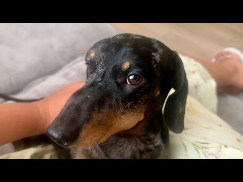 MINI DACHSHUND'S ULTIMATE WEEKEND RELAXATION ...