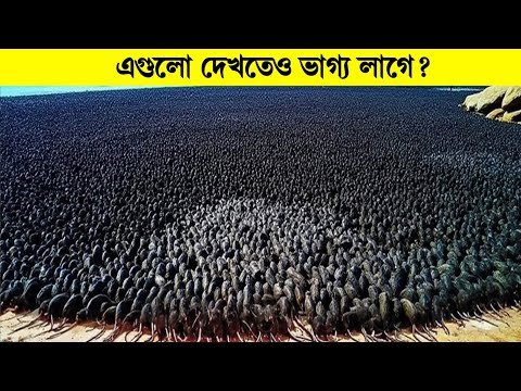 সাপ ধ্বংসের জন্য বেজি ছাড়লো __ অতঃপর যা ঘটলো...
