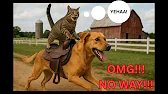 Funny Cat & Dog Videos of 2025 | Laughter Is Medicine Episode 2