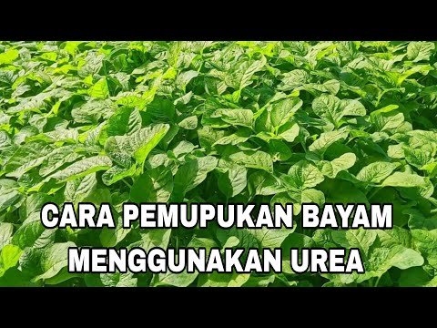 the correct way to fertilize spinach