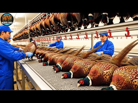 How Millions of Pheasants Raised for Meat and Eggs – Inside America’s Giant Pheasant Farming