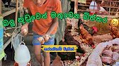 බලු කූඩුවෙන් එන බිත්තර | ගම් කුකුලන් පාලනය | gam kukul palanaya