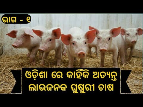 ଓଡ଼ିଶା ରେ ଘୁଷୁରୀ ଚାଷ କାହିଁକି ଏକ ଅତ୍ୟନ୍ତ ଲାଭଜନକ ବ୍ୟବସାୟ ଏବଂ କଣ ରହିଛି ଏହାର ଭବିଷ୍ୟତ । PART - I