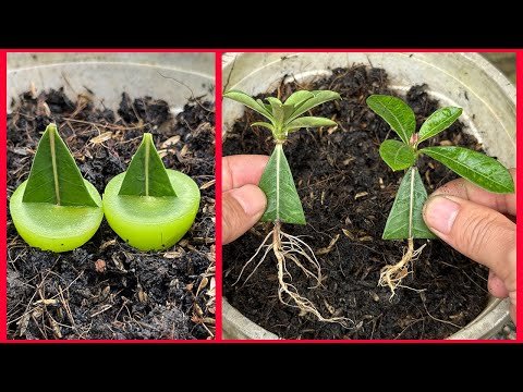 How to grow desert rose from half an upside down leaf